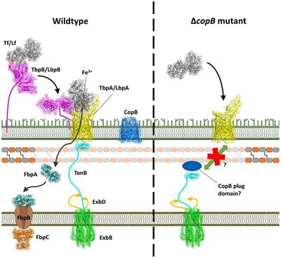 The Role of the Moraxella catarrhalis CopB Protein in Facilitating Iron Acquisition From Human Transferrin and Lactoferrin